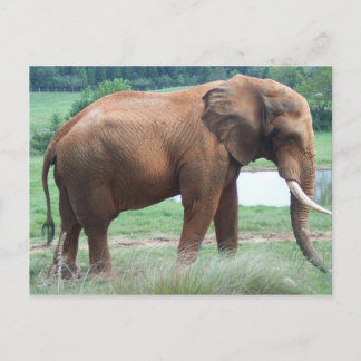 Elephant Postcard