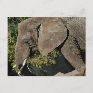 Elephant Postcard