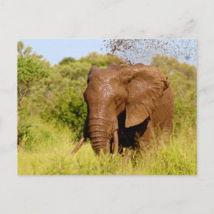 Elephant Postcard