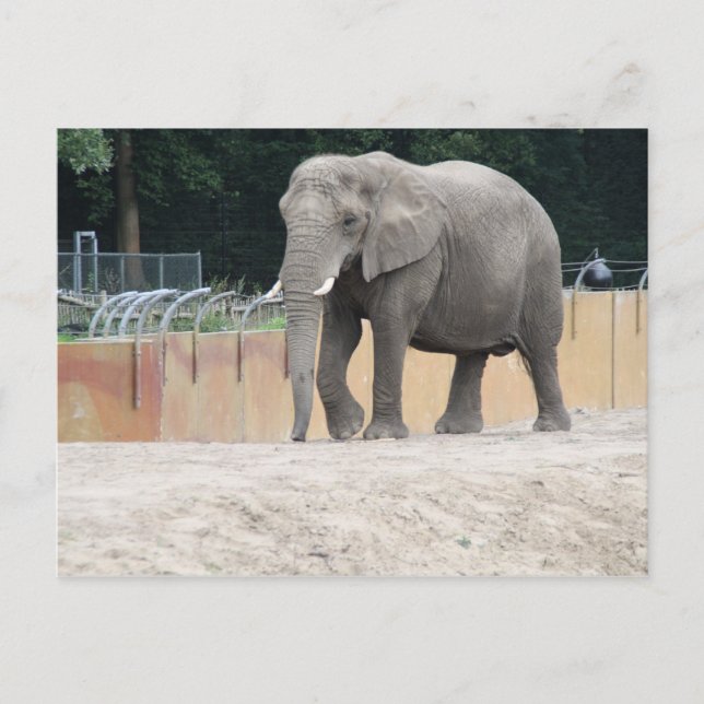 Elephant Postcard (Front)
