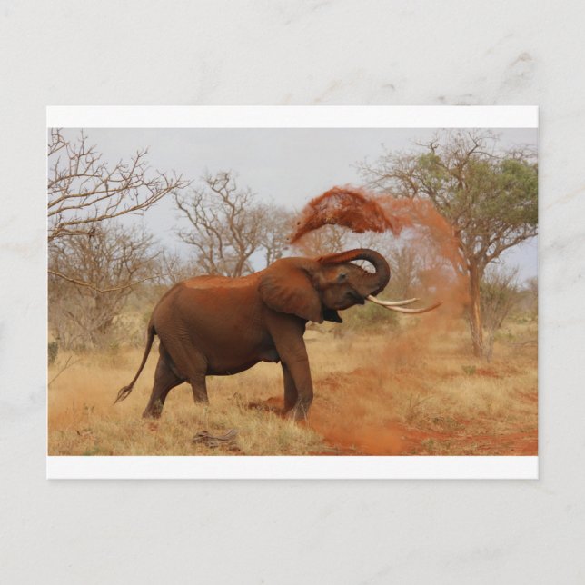 Elephant Postcard (Front)