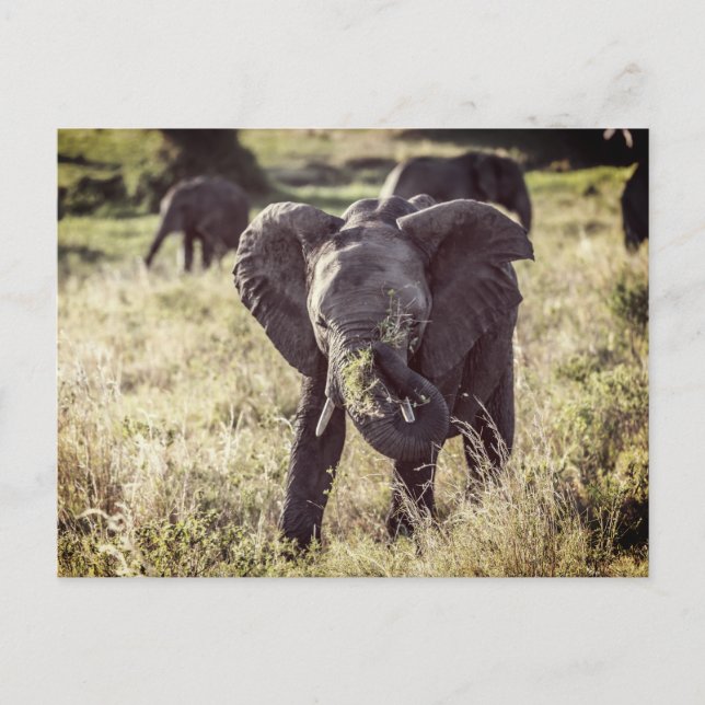 Elephant Postcard (Front)