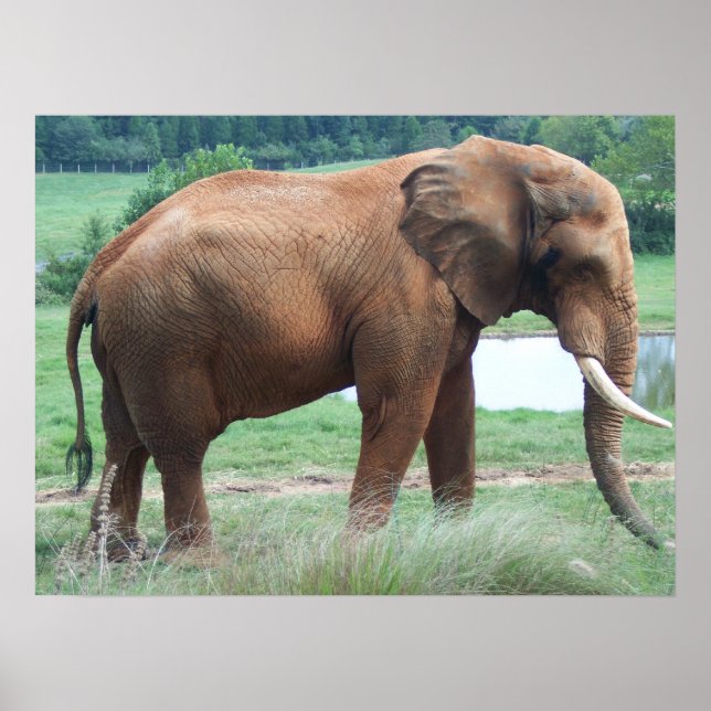 elephant poster (Front)
