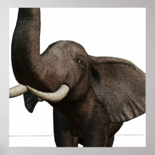 Elephant Poster