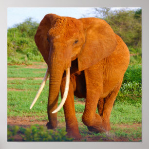 Elephant Poster