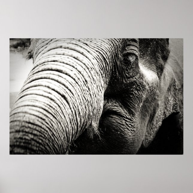 Elephant Poster in Black and white (Front)