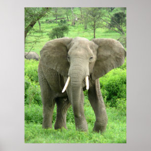 Elephant Posters