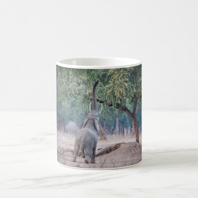Elephant reaching for Acacia tree Coffee Mug (Center)
