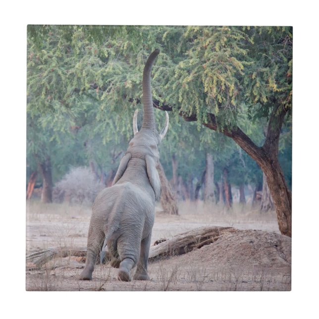 Elephant reaching for Acacia tree Tile (Front)
