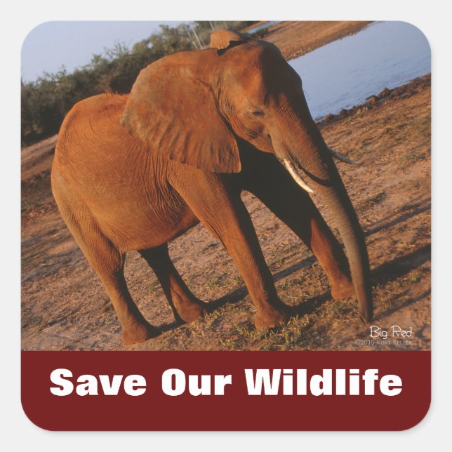 Elephant Sauvez nos Stickers Faune (Devant)