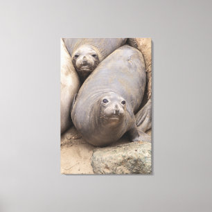Elephant Seal Canvas Print