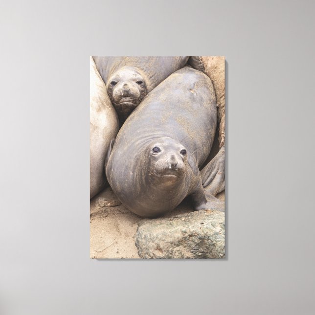 Elephant Seal Canvas Print (Front)