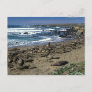 Elephant Seal Colony California Coast Postcard