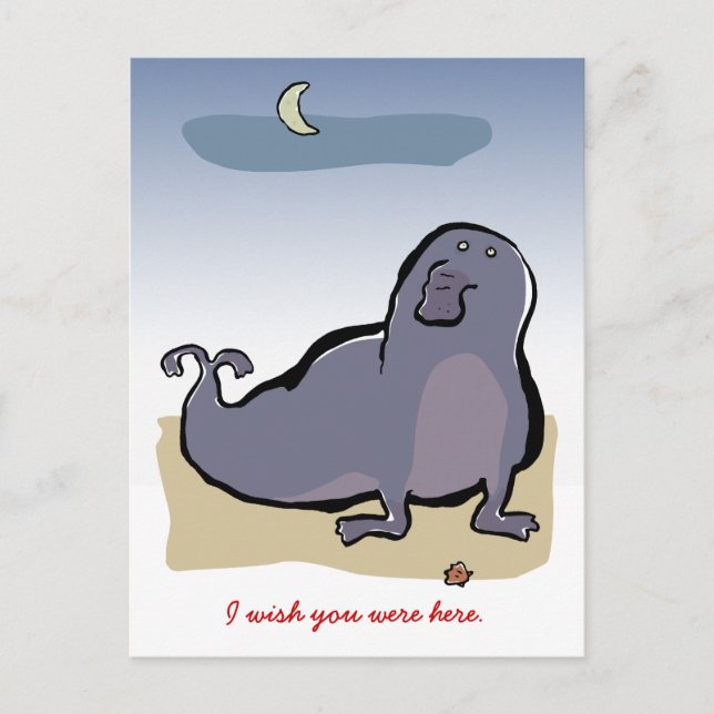 elephant seal postcard (Front)