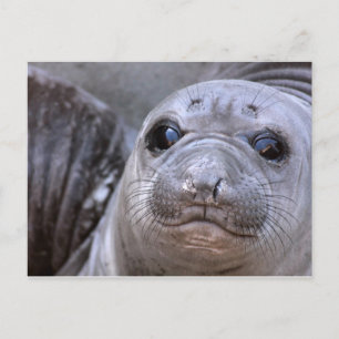 Elephant Seal Pup Postcard