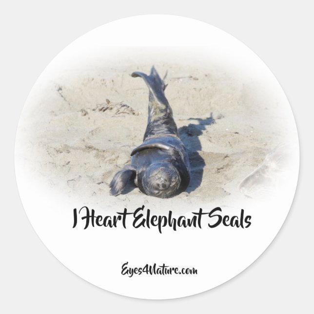 Elephant Seal pup sticker (Front)