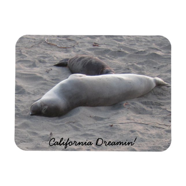 Elephant Seals at Piedras Blancos Beach Magnet (Horizontal)