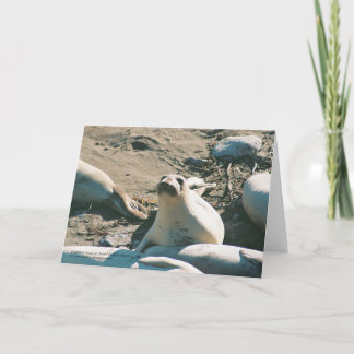 Elephant Seals Greeting Card