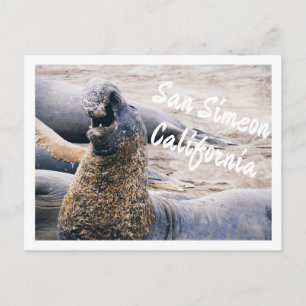 Elephant Seals Postcard