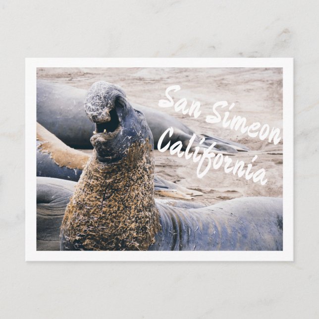 Elephant Seals Postcard (Front)