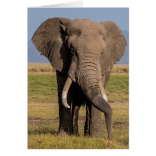 Elephant Searching