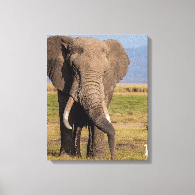 Elephant Searching Canvas Print (Front)
