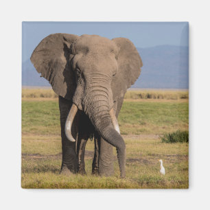 Elephant Searching Magnet