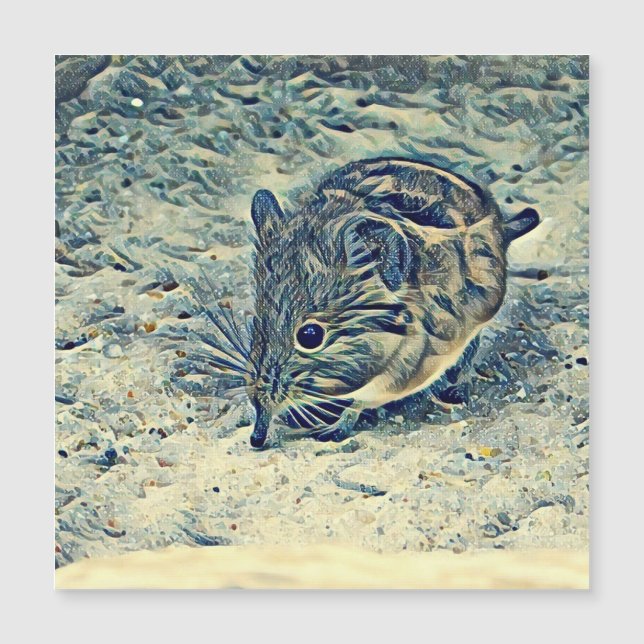 elephant shrew (Macroscelididae]) (Front)