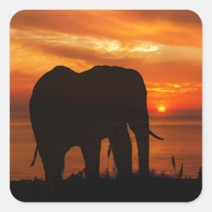 Elephant Silhouette at Sunset Square Sticker