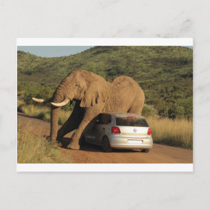 Elephant Sits On It Postcard