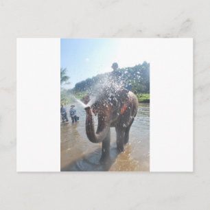 Elephant spraying water postcard