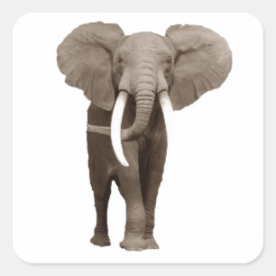 Elephant Square Sticker