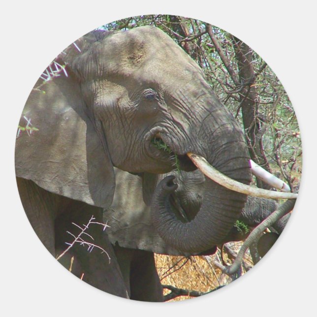 Elephant Stickers (Front)