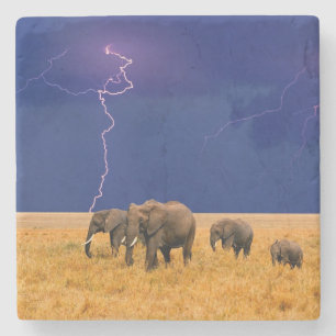 Elephant Stone Coaster