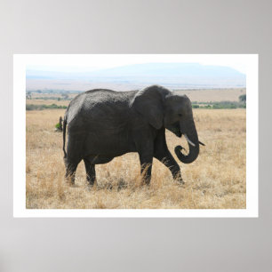 elephant stroll poster