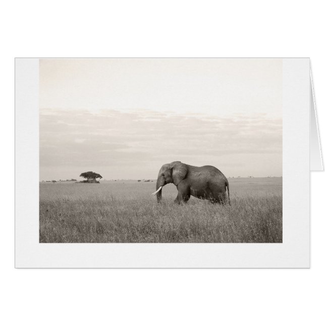 Éléphant sur la savane (Devant horizontal)