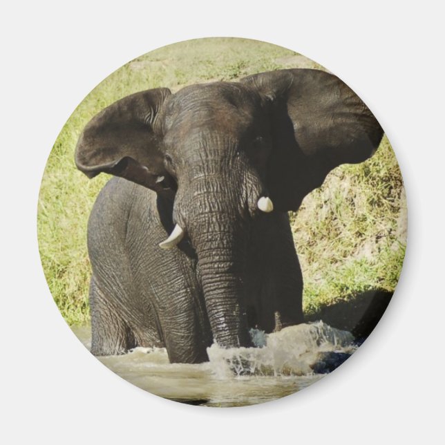 Elephant swimming (african elephant) magnet (Front)