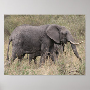 elephant tusked poster