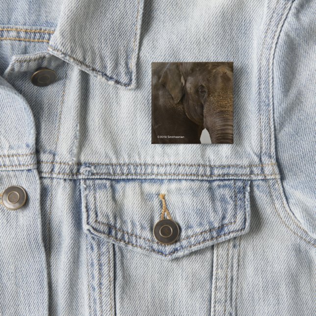Elephant Up-Close 2 Inch Square Button (In Situ)