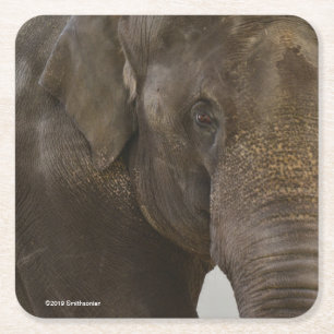 Elephant Up-Close Square Paper Coaster