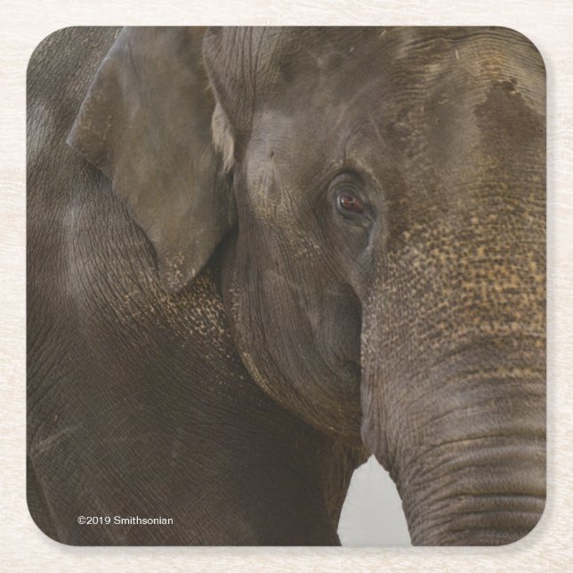 Elephant Up-Close Square Paper Coaster (Front)