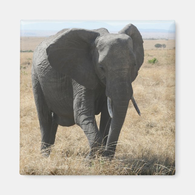 elephant walk magnet (Front)