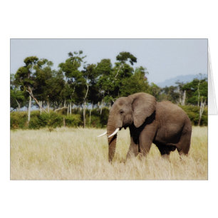 Elephant walking Masai Mara Plains, Kenya card