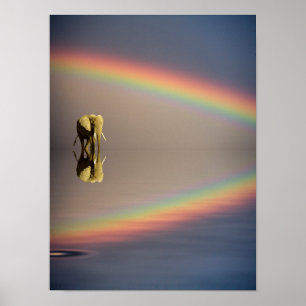 Elephant, Water & Rainbow, Kenya Poster