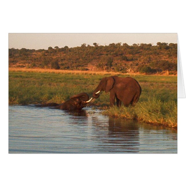 Elephants at sunset, Chobe (Front Horizontal)