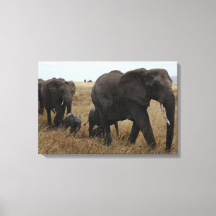 Elephants Canvas Print