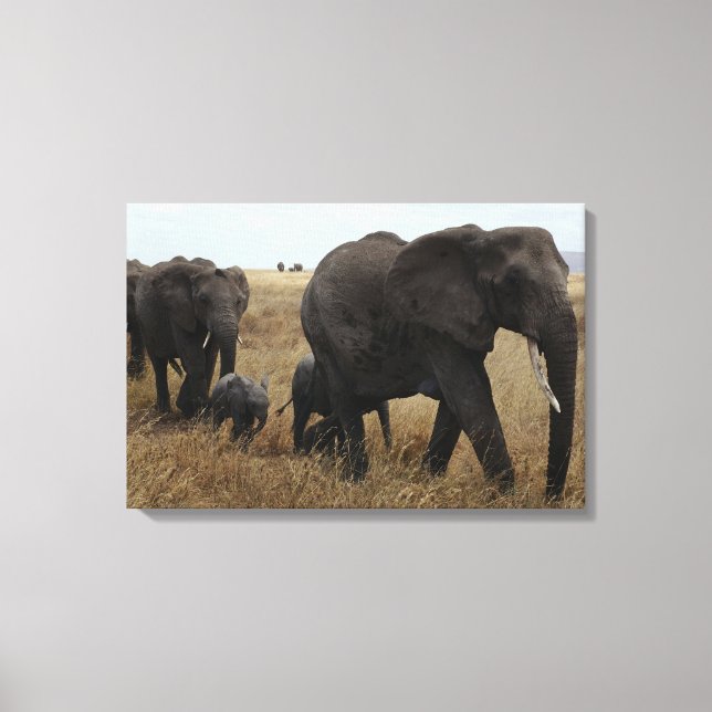 Elephants Canvas Print (Front)