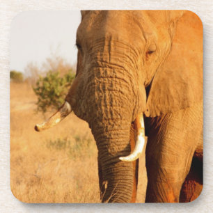 Elephants Coaster