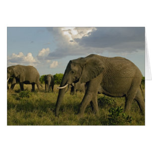 Éléphants d'Afrique paissant, Loxodonta africana,