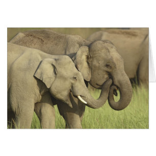 Eléphants d'Asie indienne